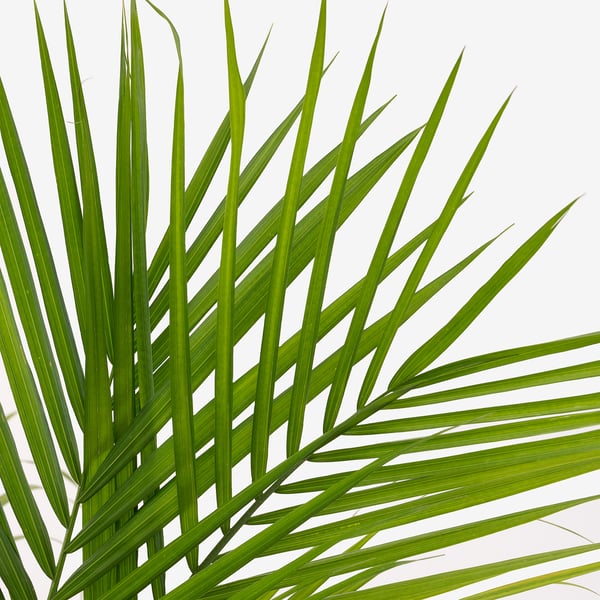 IKEA PALMMIX Potted Plant Assorted Species Plants 9 ½ "