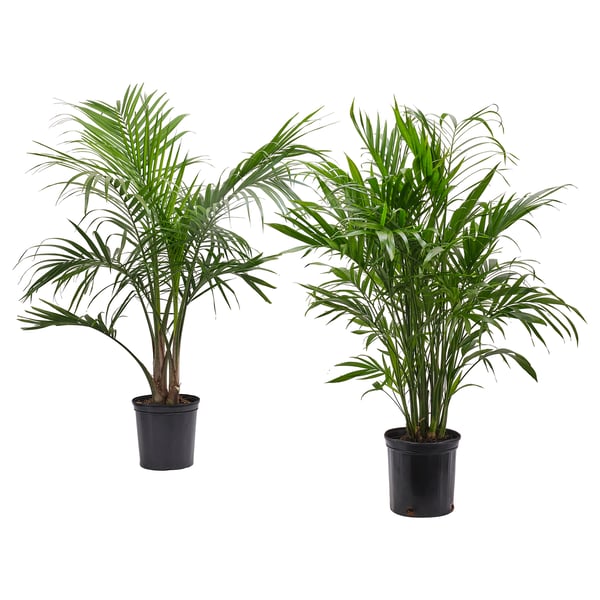 IKEA PALMMIX Potted plant assorted species plants 9 ½ "