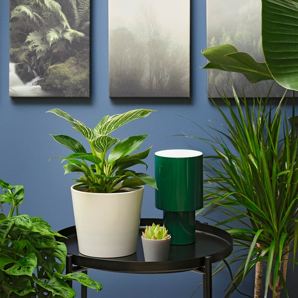 IKEA PHILODENDRON ”BIRKIN” Potted Plant Philodendron 6 "