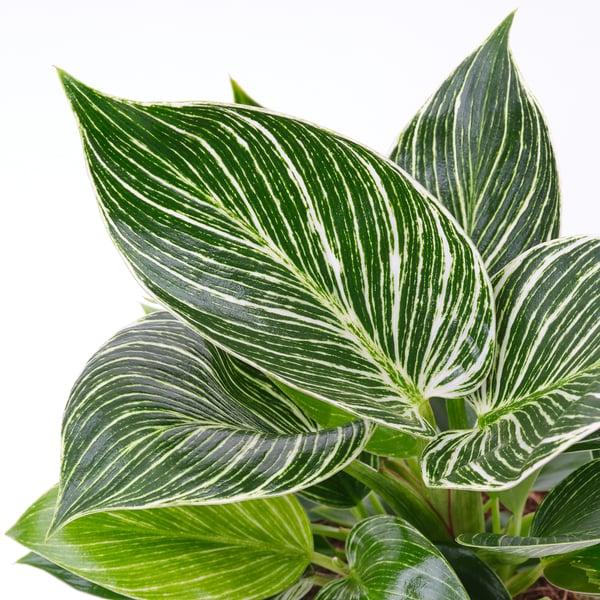 IKEA PHILODENDRON ”BIRKIN” Potted Plant Philodendron 6 "