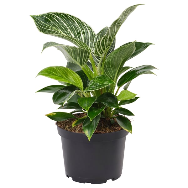 IKEA PHILODENDRON ”BIRKIN” Potted plant Philodendron 6 "