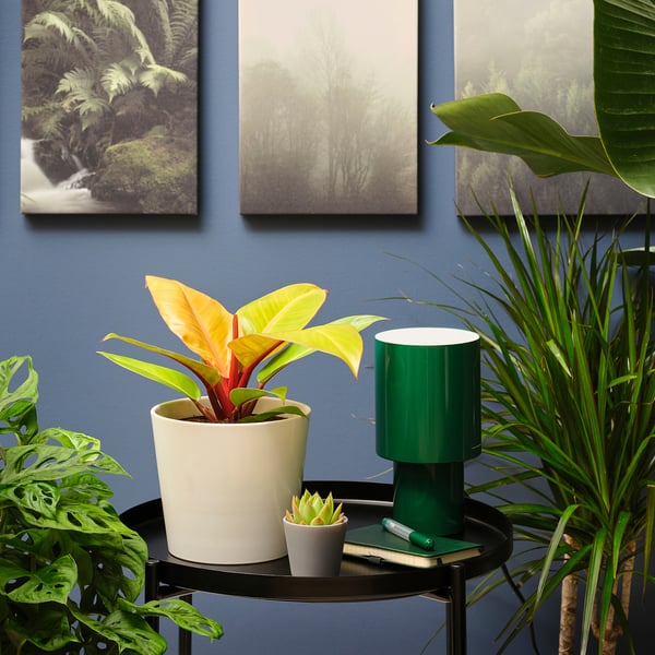 IKEA PHILODENDRON Potted Plant Philodendron Orange 6 "