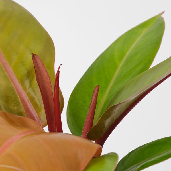 IKEA PHILODENDRON Potted Plant Philodendron Orange 6 "