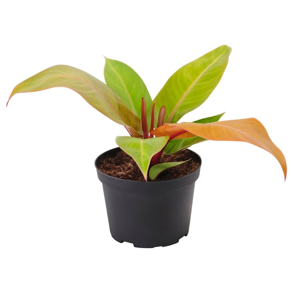 IKEA PHILODENDRON Potted plant Philodendron orange 6 "