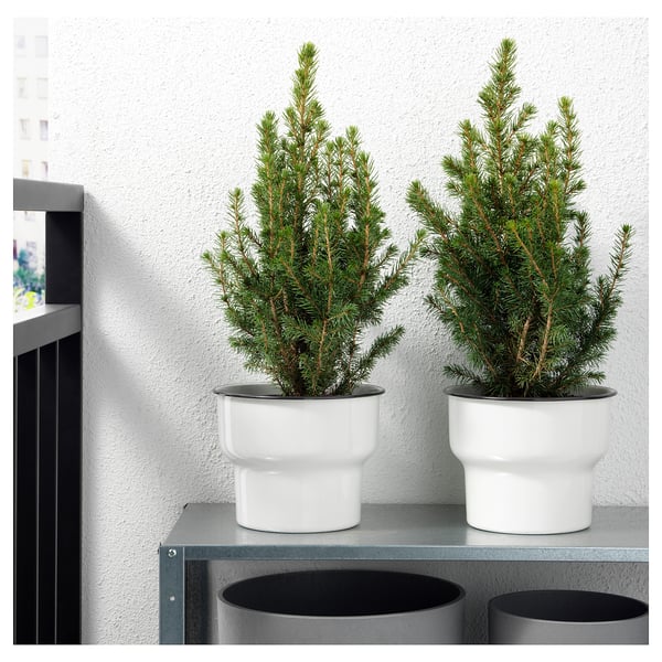 IKEA PICEA GLAUCA CONICA Potted Plant White Spruce 5 "