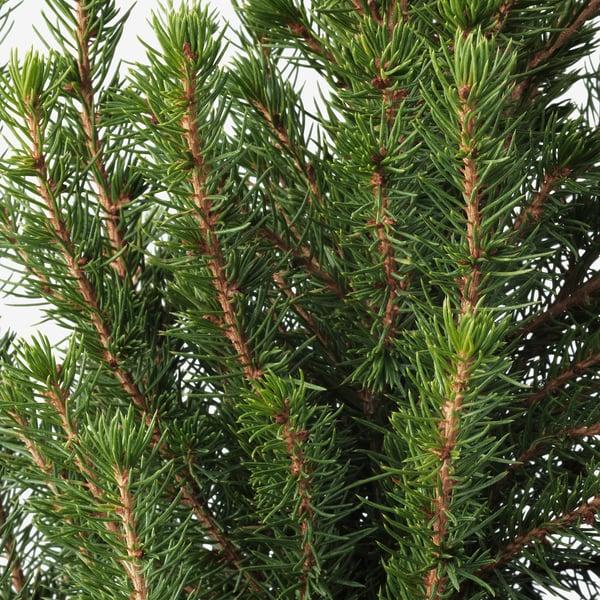IKEA PICEA GLAUCA CONICA Potted Plant White Spruce 5 "