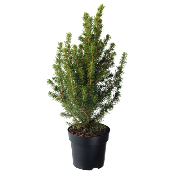 IKEA PICEA GLAUCA CONICA Potted plant white spruce 5 " IKEA PICEA GLAUCA CONICA Potted plant white spruce 5 "