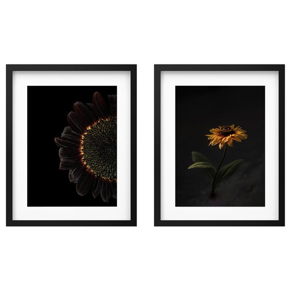 IKEA RÖDALM Frame with poster sunflowers 16 ¼x20 "