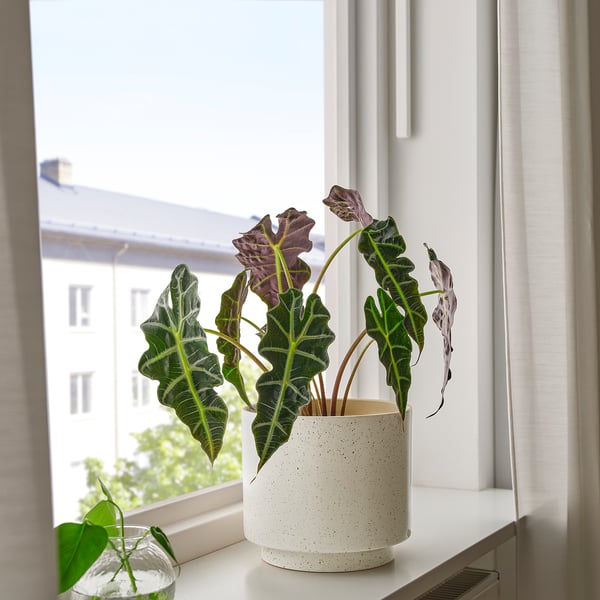 IKEA SANDKÖRSBÄR Plant Pot Indoor/outdoor/beige 7 ½ "