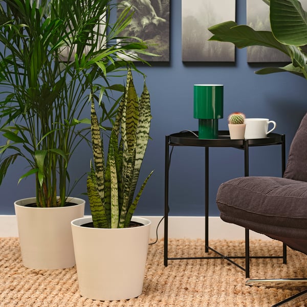 IKEA SANSEVIERIA Potted Plant Mother-in-law's Tongue 8 "
