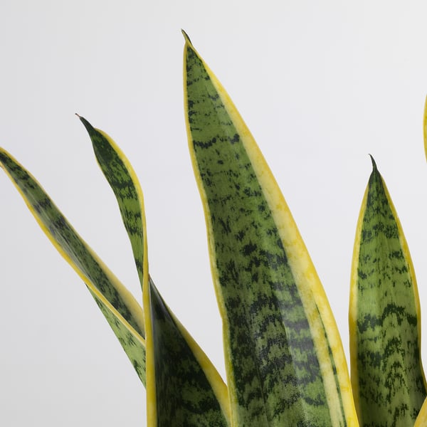 IKEA SANSEVIERIA Potted Plant Mother-in-law's Tongue 8 "