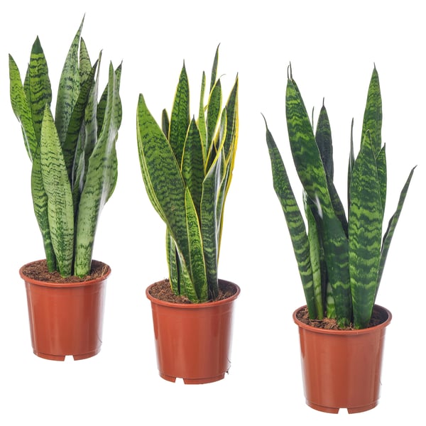IKEA SANSEVIERIA Potted plant Mother-in-law's tongue 8 "