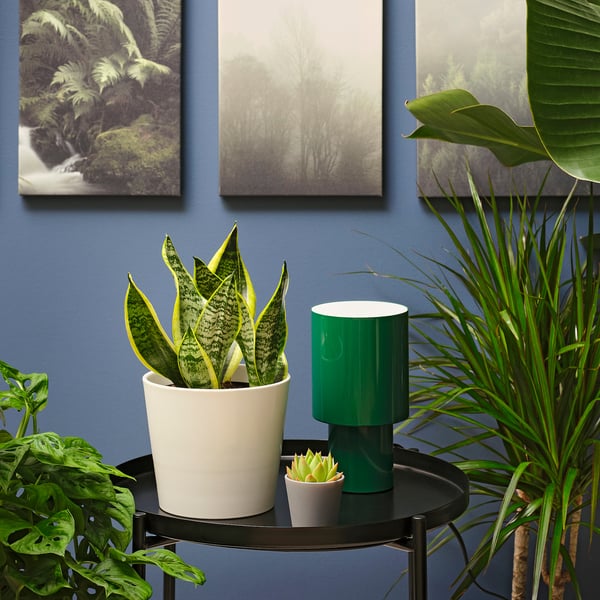 IKEA SANSEVIERIA TRIFASCIATA Potted Plant Mother-in-law's Tongue 6 "