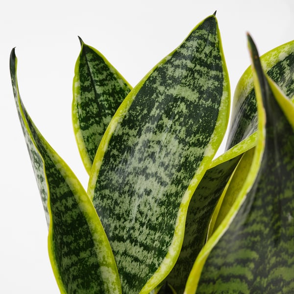 IKEA SANSEVIERIA TRIFASCIATA Potted Plant Mother-in-law's Tongue 6 "