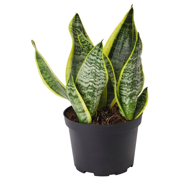 IKEA SANSEVIERIA TRIFASCIATA Potted plant Mother-in-law's tongue 6 "