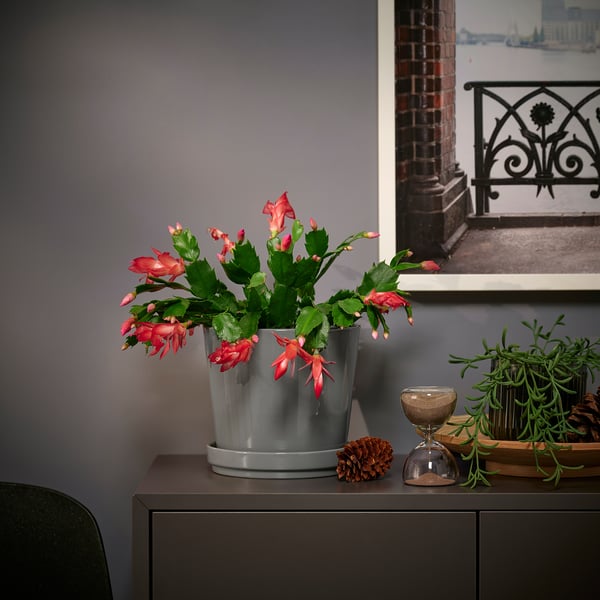 IKEA SCHLUMBERGERA Potted Plant Christmas Cactus/assorted Species Plants 4 "