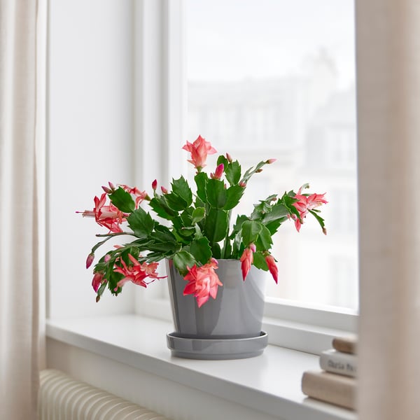 IKEA SCHLUMBERGERA Potted Plant Christmas Cactus/assorted Species Plants 4 "