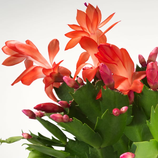 IKEA SCHLUMBERGERA Potted Plant Christmas Cactus/assorted Species Plants 4 "