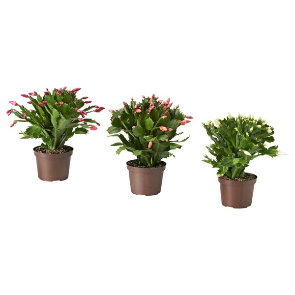 IKEA SCHLUMBERGERA Potted plant Christmas cactus/assorted species plants 4 "