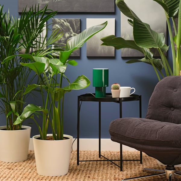 IKEA STRELITZIA Potted Plant White Bird Of Paradise 9 ¼ "