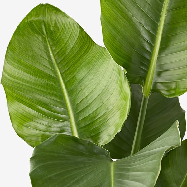 IKEA STRELITZIA Potted Plant White Bird Of Paradise 9 ¼ "