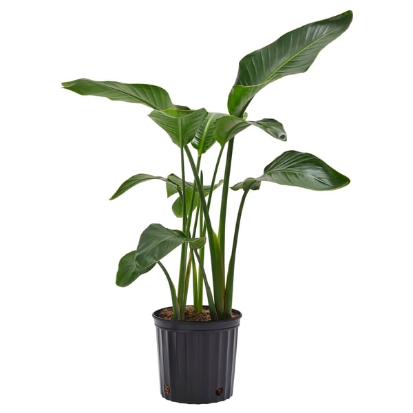 IKEA STRELITZIA Potted plant white bird of paradise 9 ¼ "