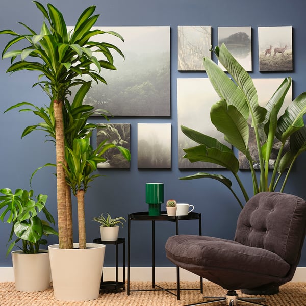 IKEA TROPISK Potted Plant Tropical Plant/assorted Species Plants 12 "