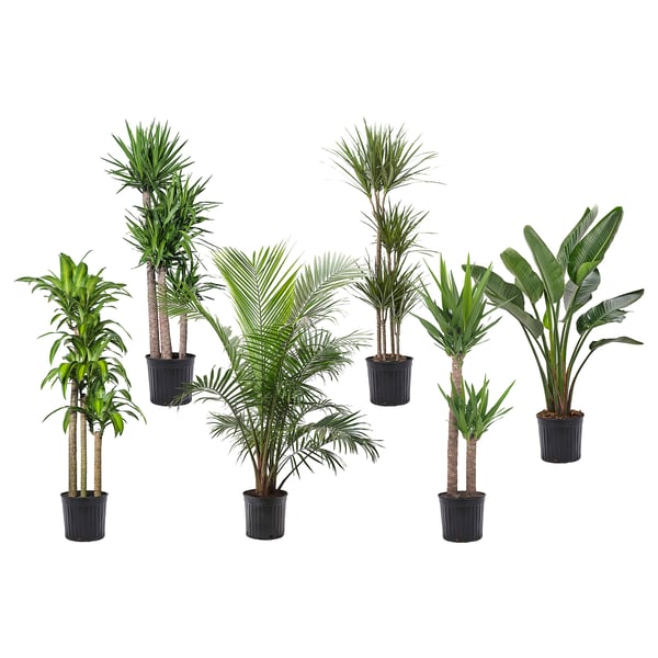 IKEA TROPISK Potted Plant Tropical Plant/assorted Species Plants 12 "