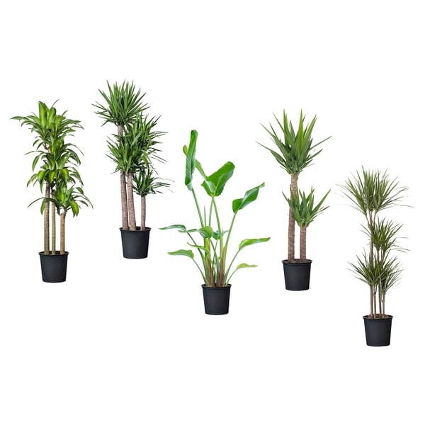 IKEA TROPISK Potted plant tropical plant/assorted species plants 12 "