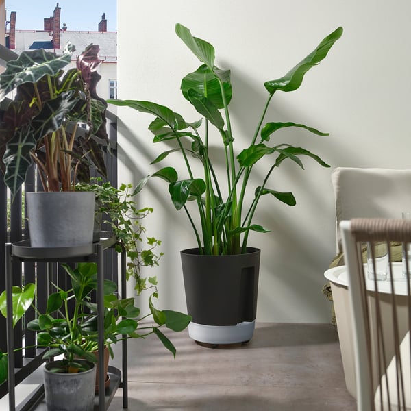 IKEA VÅRDTRÄD Self-watering Plant Pot With Wheels Indoor/outdoor/transparent Anthracite 12 ½ "