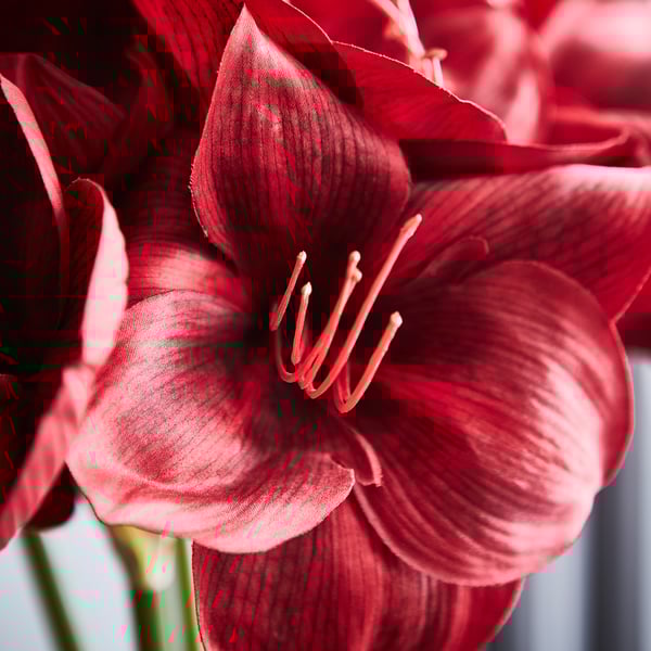 IKEA VINTERFINT Artificial Flower Indoor/outdoor Amaryllis/red 23 ½ "