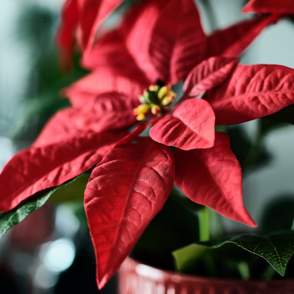 IKEA VINTERFINT Artificial Potted Plant Indoor/outdoor Poinsettia/red 4 ¾ "