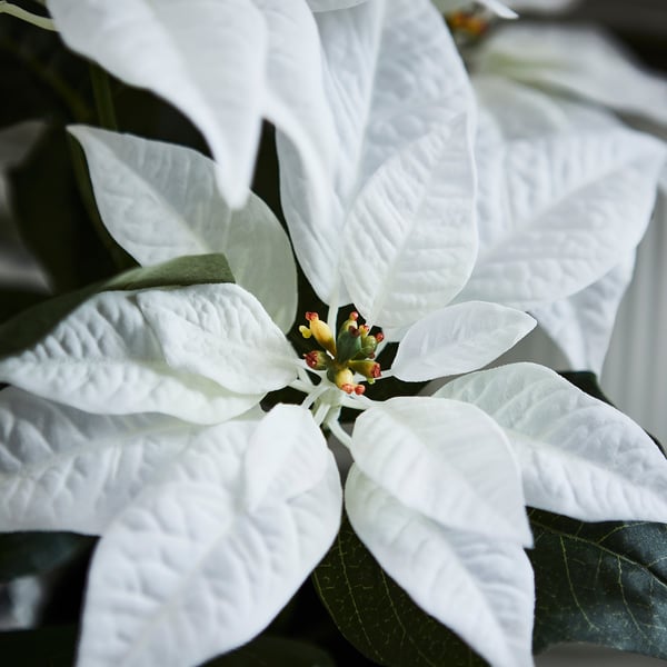 IKEA VINTERFINT Artificial Potted Plant Indoor/outdoor Poinsettia/white 4 ¾ "