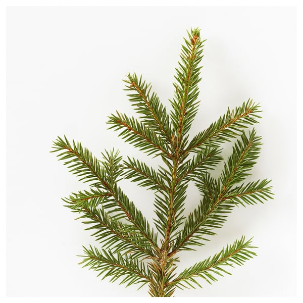 IKEA VINTERFINT Scented Tealight Winter Fir/green 3.5 Hr