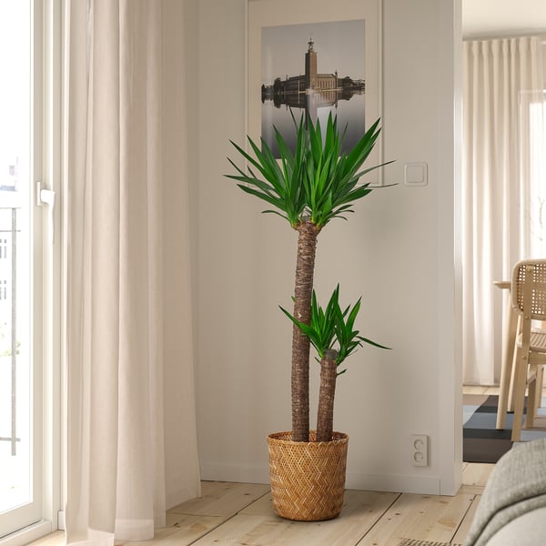 IKEA YUCCA ELEPHANTIPES Potted Plant Spineless Yucca/2-stem 9 ½ "