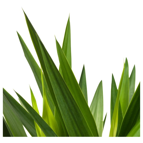 IKEA YUCCA ELEPHANTIPES Potted Plant Spineless Yucca/2-stem 9 ½ "
