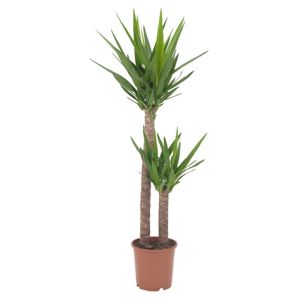 IKEA YUCCA ELEPHANTIPES Potted plant Spineless yucca/2-stem 9 ½ "