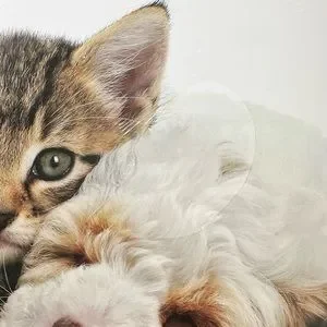 2019 Kittens & Friends Gladstone Media Wall Calendar New