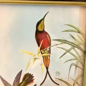 Framed Humming Bird Print Burns Boston Frame Burlwood 4 X 7 Picture Vintage