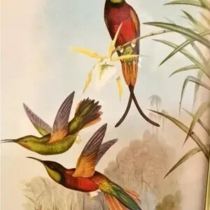 Framed Humming Bird Print Burns Boston Frame Burlwood 4 X 7 Picture Vintage