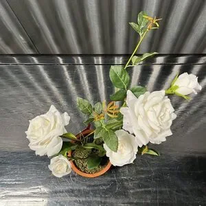 Pottery barn 18 inch white rose tree