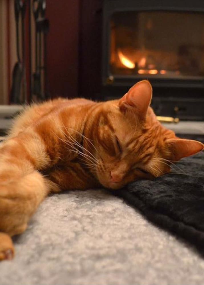 lambland Genuine Sheepskin Seat Pad / Pet Pad