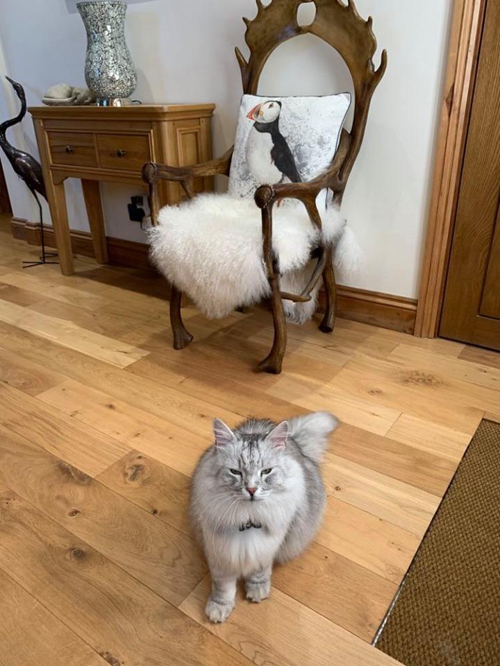 Lambland Puffin Splatter Cushion