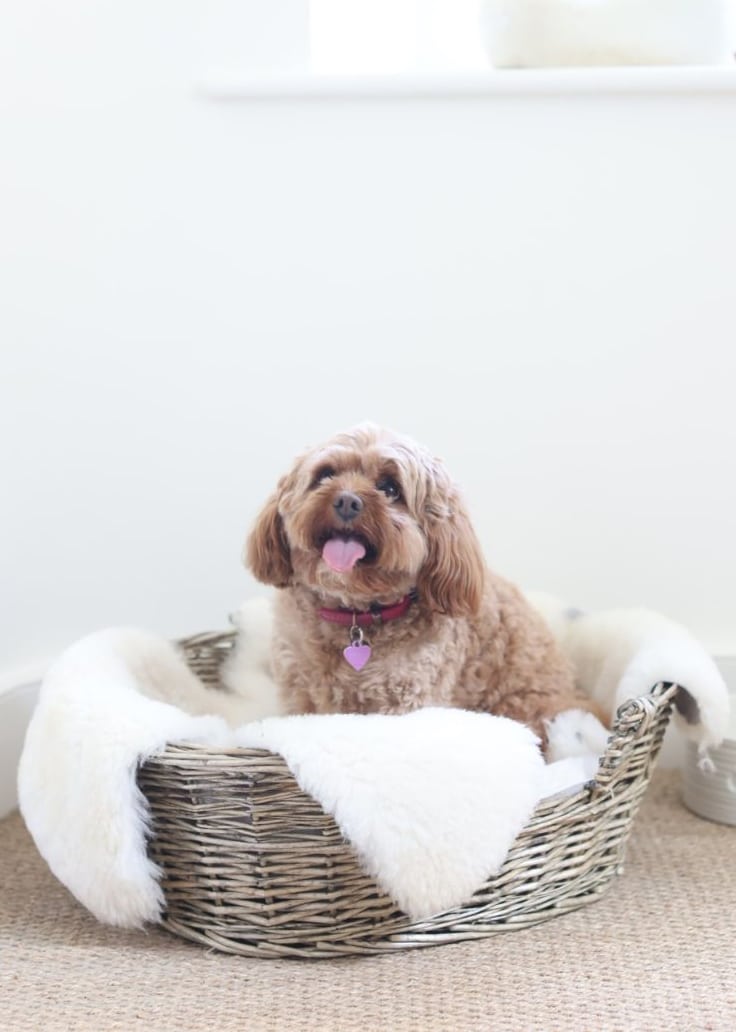 Lambland Sheepskin Pet Rugs