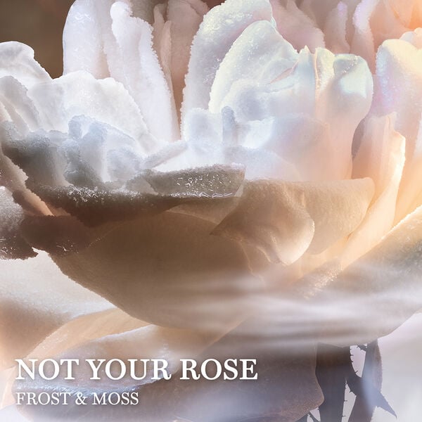 Lancôme Not Your Rose