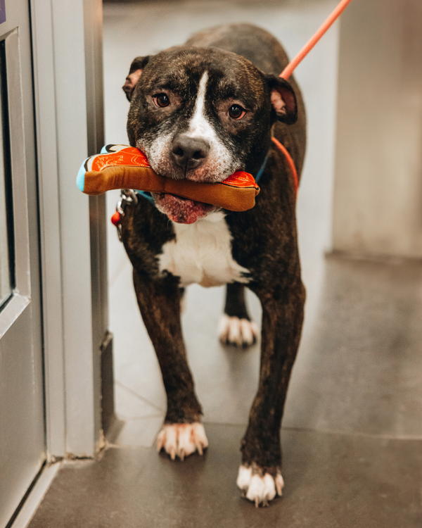 Lane Boots Lexington Dog Toy