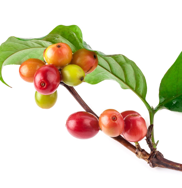 L'anza Brush Thru Spray