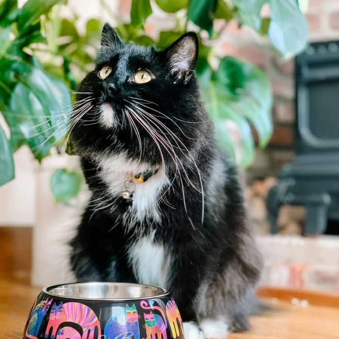 Laurel Burch NEW Fantasticats Pet Bowl