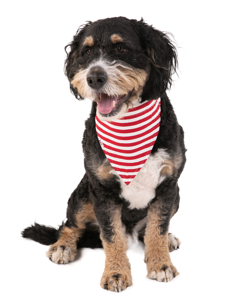 Lazy One Candy Cane Dog Bandana