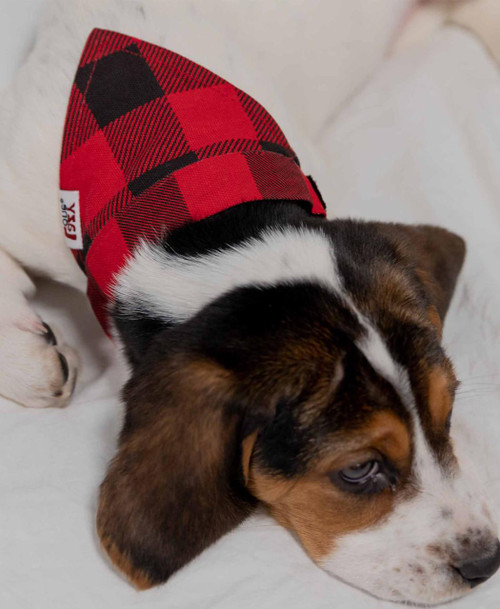 Lazy One Explore Wild Dog Bandana